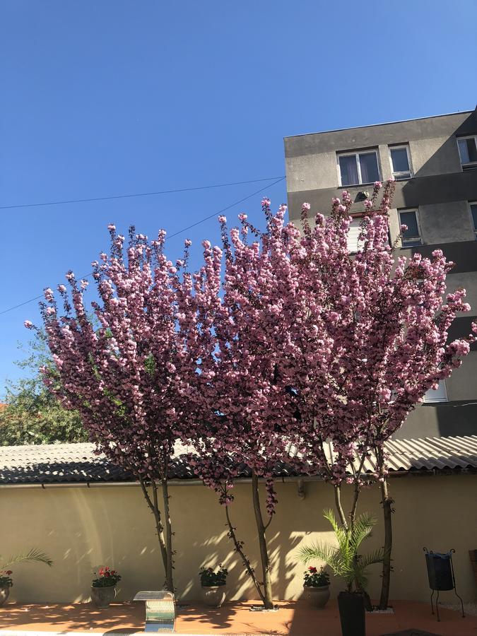 Mosoly Apartman セゲド エクステリア 写真